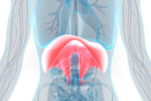 480838536_1443661580283910_200405714311109305_n